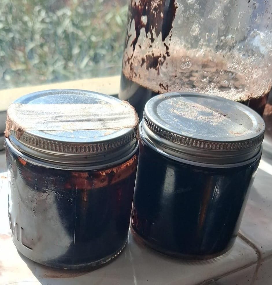Ayahuasca Vine  mature  Byron Bay