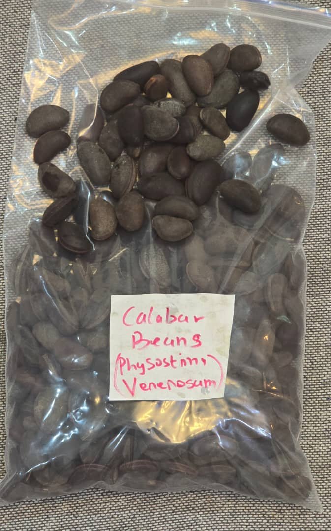 Physostigma venenosum(calabar bean)/1KG