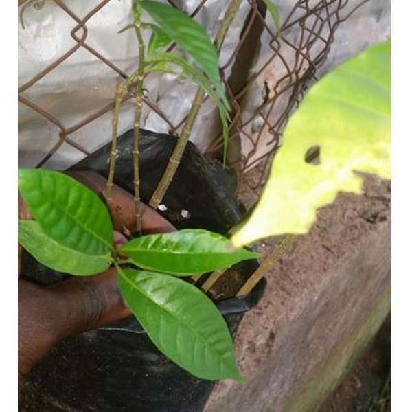 IBOGA POT NURSERY