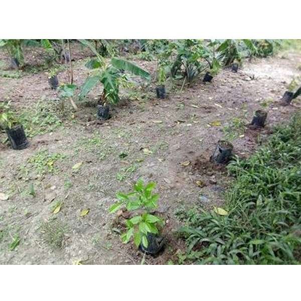 IBOGA SEED NURSERY (Cameroon)