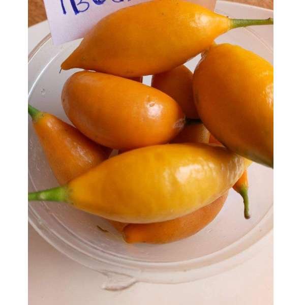 IBOGA SEEDS